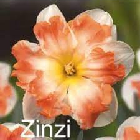 Нарцисс сплит-корона Zinzi 14/16