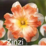 Нарцисс сплит-корона Zinzi 14/16