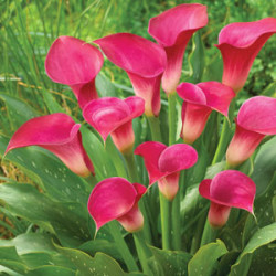 Калла Pink Jewel   14/16