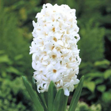 Гиацинт White Pearl 14/15