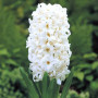 Гиацинт White Pearl 14/15