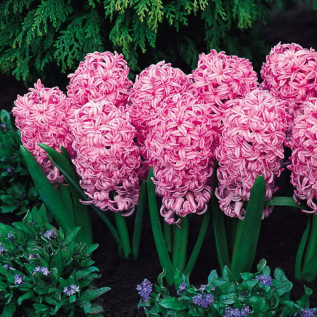 Гіацинт 14/15 Pink Surprise (рожевий)