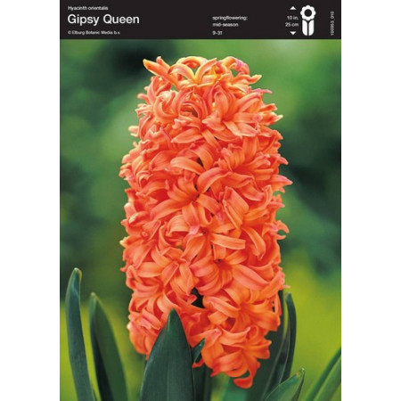 Гиацинт Gipsy Queen 18/19 (оранжевый)