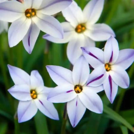 Ифейон Uniflorum 4+ (голубой)