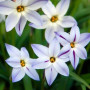 Ифейон Uniflorum 4+ (голубой)