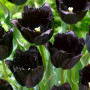 Тюльпан бахромчатый Fringed Black 12+
