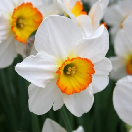 Нарцисс корончатый Flower Record 12/14