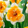 Нарцисс сплит-корона Orangery 12/14