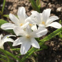 Хионодокса Alba 5+
