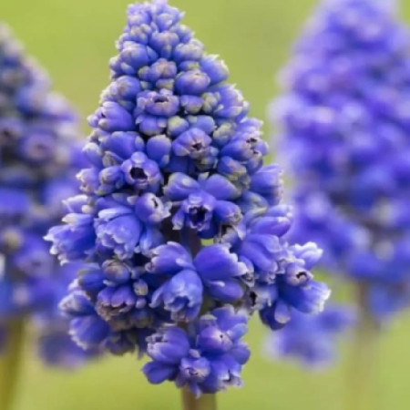 Мускари Blue Spike 8/9