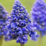 Мускари Blue Spike 8/9