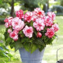 Бегония Пикоти Bouton de Rose