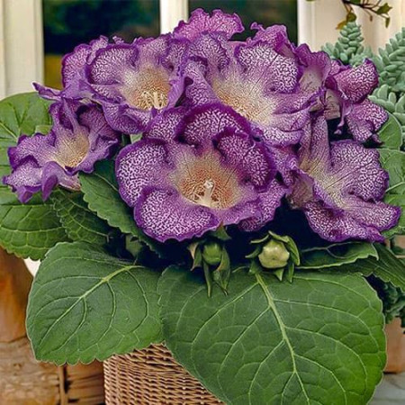 Глоксиния Tigrina Blue