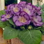 Глоксиния Tigrina Blue
