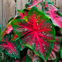 Колладиум Red Flash