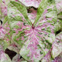 Каладиум Sea Foam Pink