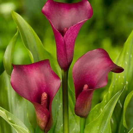 Калла Allure 10/12