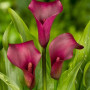 Калла Allure 10/12