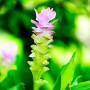 Куркума Alismatifolia