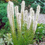 Лиатрис Floristan Weiss (белый) 8/10
