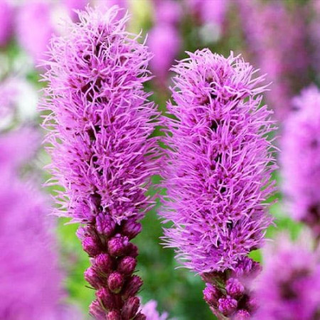 Лиатрис spicata (сиреневый) опт