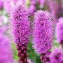 Лиатрис spicata (сиреневый) опт