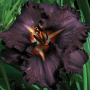Лилейник Longfields Black Magic
