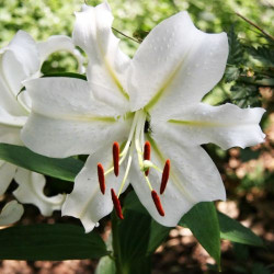 Лилия Восточная Crystal Blanca 20/22