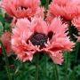 Мак восточный многолетний Pink Ruffles