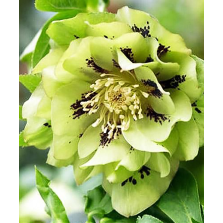 Морозник махровый Ellen Green