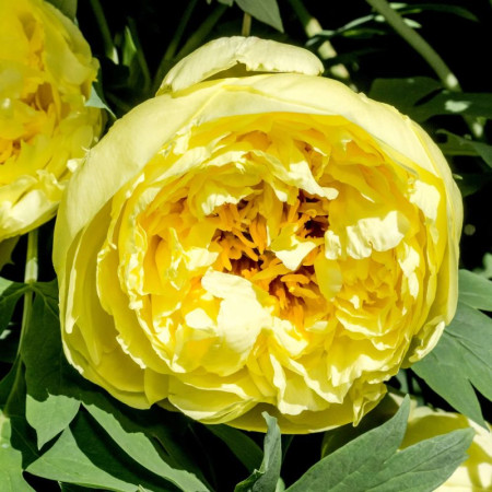 Пион Yellow Crown