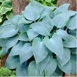 Хоста Canadian Blue