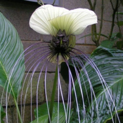 Такка integrifolia Selecta