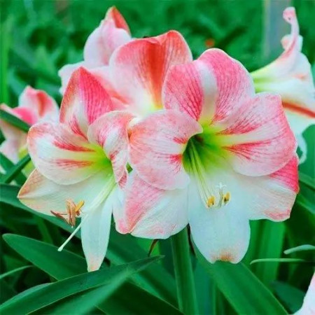 Гиппеаструм (Амарилис) Apple Blossom (pink - white striped) 24/26