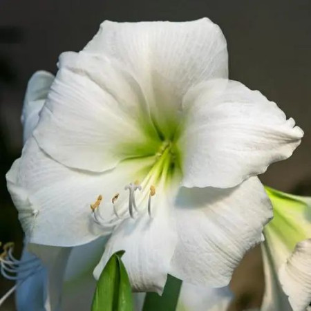 Гиппеаструм (Амарилис) white 24/26