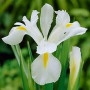Ирис голандика White Magic 8/9