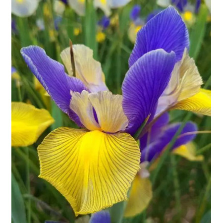 Ирис голандика Mystic Beauty 7/8