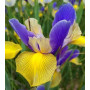 Ирис голандика Mystic Beauty 7/8