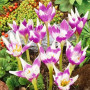 Колхикум Harlekijn 14/16