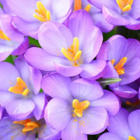 Крокус ботанический Barr's Purple 5+