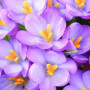 Крокус ботанический Barr's Purple 5+