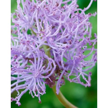 Мускари Plumosum 6/7