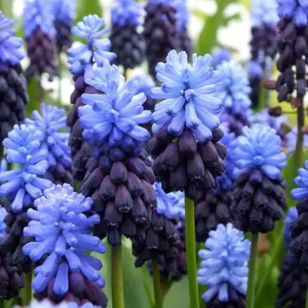 Мускарі Latifolium 7/+