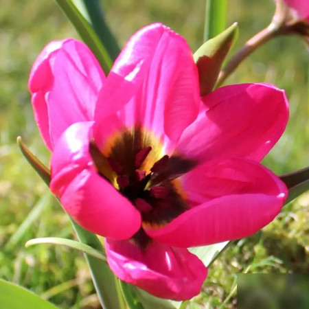 Тюльпан ботанічний Violacea Black Base 6/7