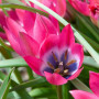 Тюльпан ботанічний Little Beauty 6/7