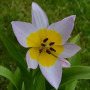 Тюльпан ботанічний Saxatilis 6/7