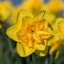 Нарцисс махровый Queen's Day 14/16