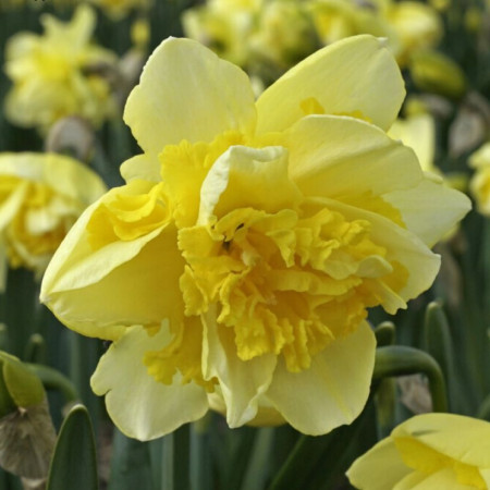 Нарцисс махровый Spring Paradijs 14/16