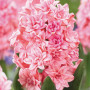 Гіацинт махровий Spring Beauty 14/15 (рожевий)