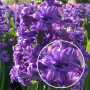 Гіацинт махровий Purple 14/15 (фіолетовий)